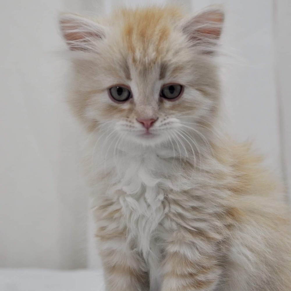 Meet your Posher, Jane